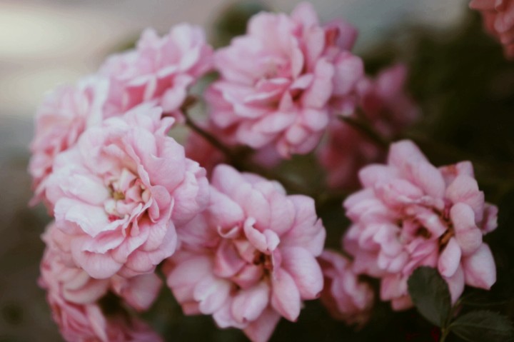 pink roses