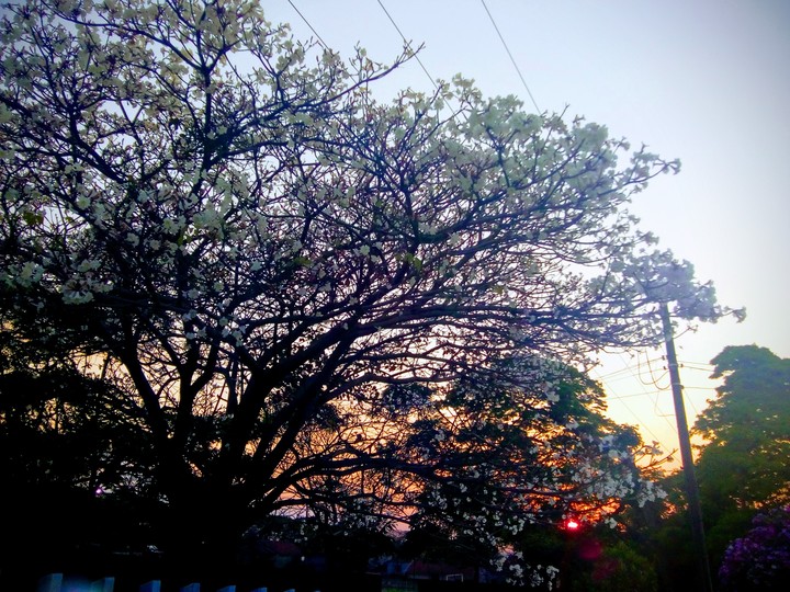 Ypê branco