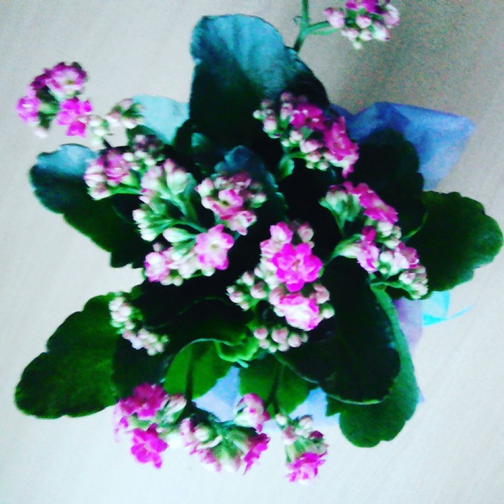 цветы