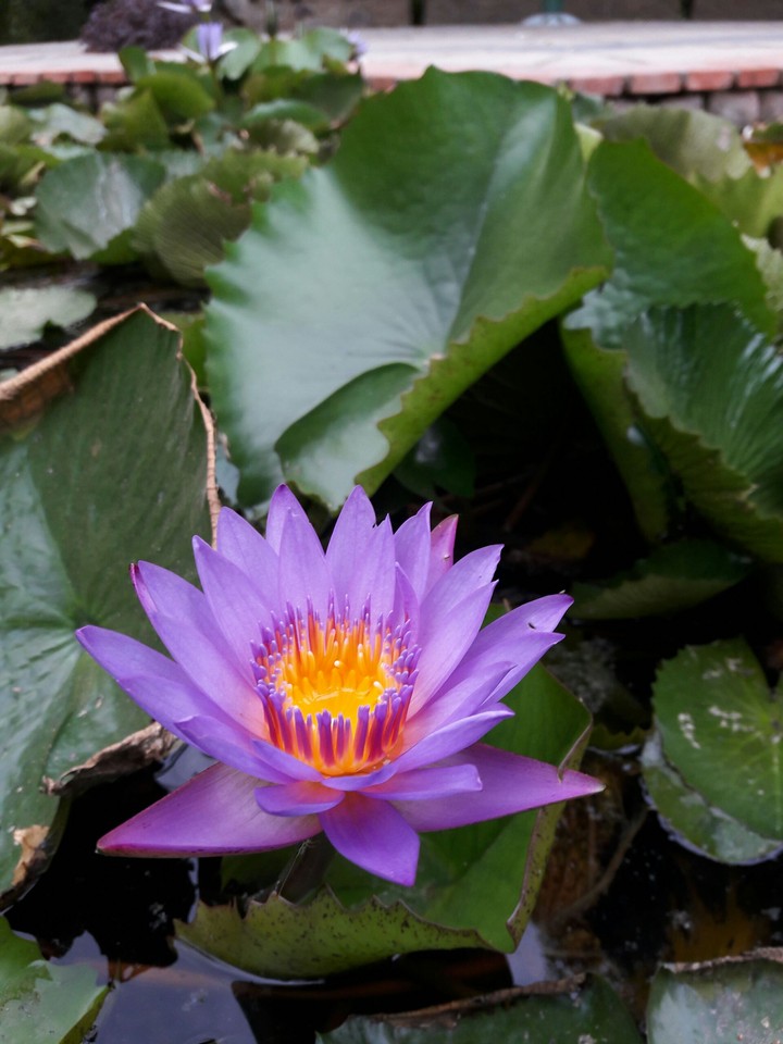 water lily