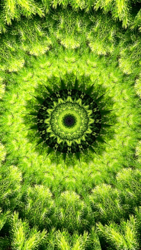 sfondi plant, leaf