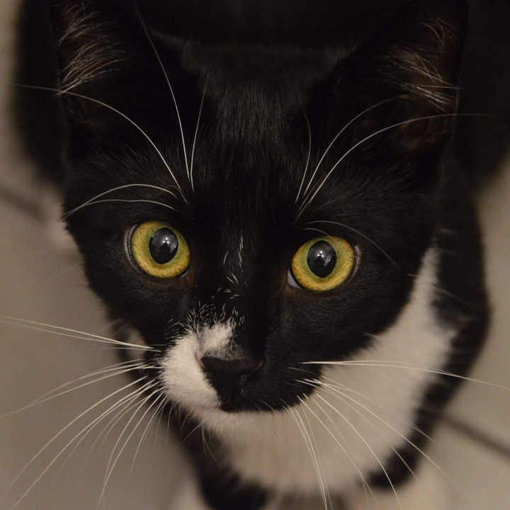 Tosiek the cat