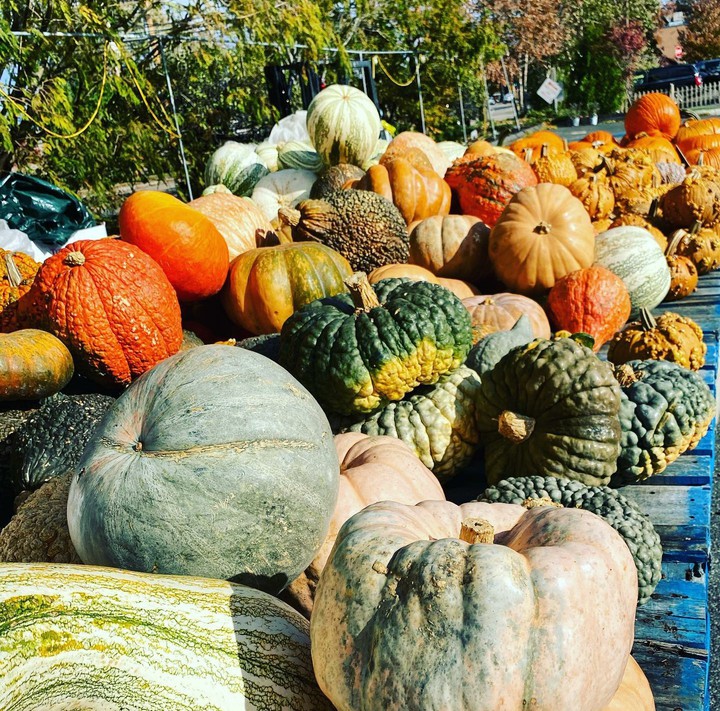 pumpkin