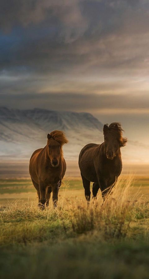 papéis de parede wildlife, mustang