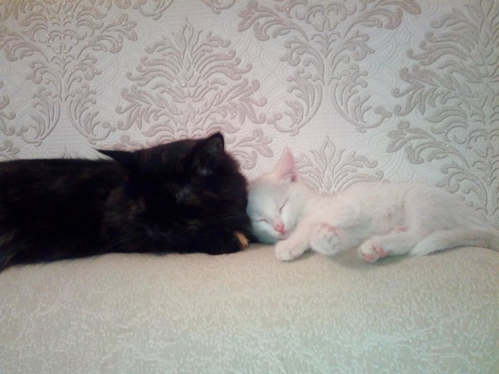 кошки