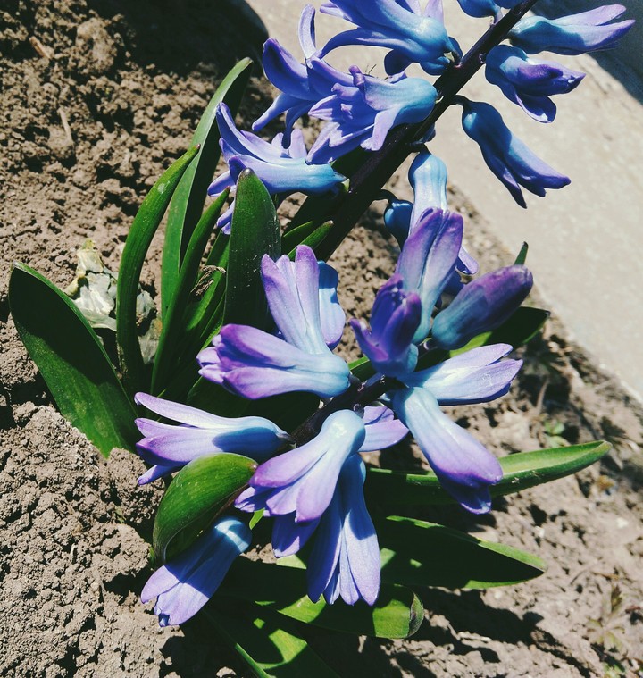 весна