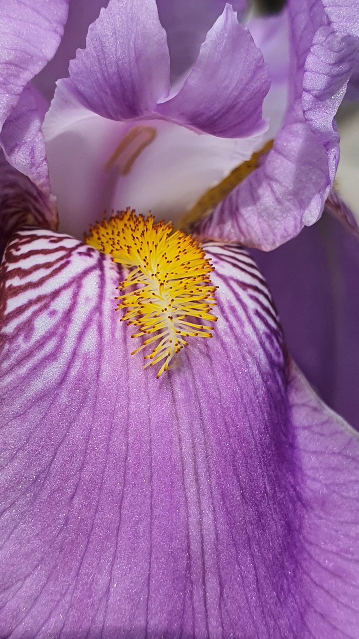 꽃술
