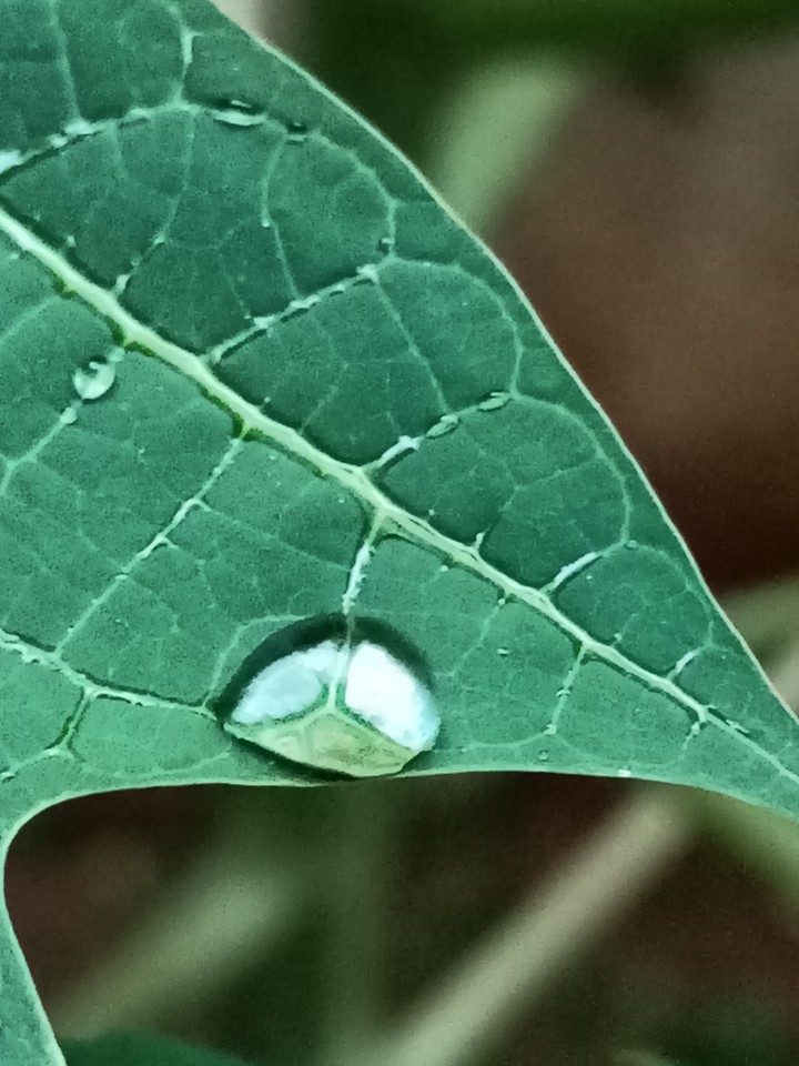 Drop on leaf