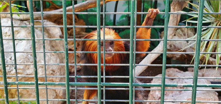 Monkey