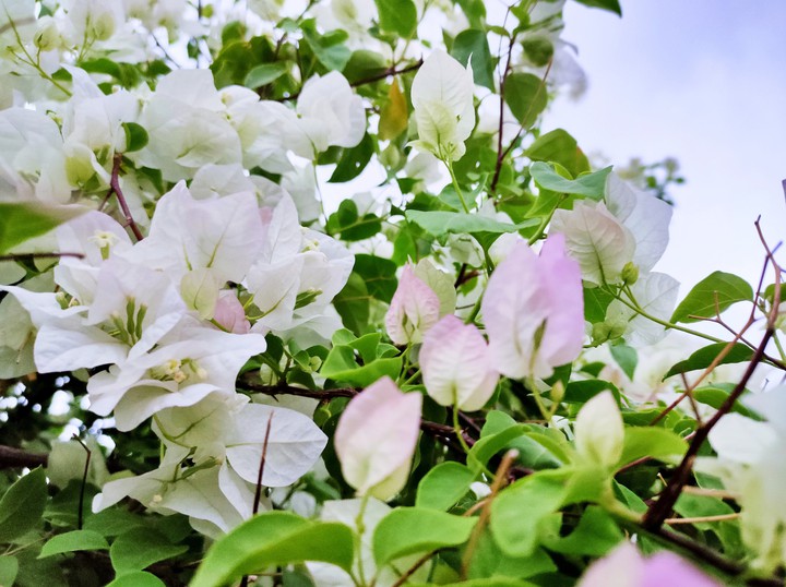 flower