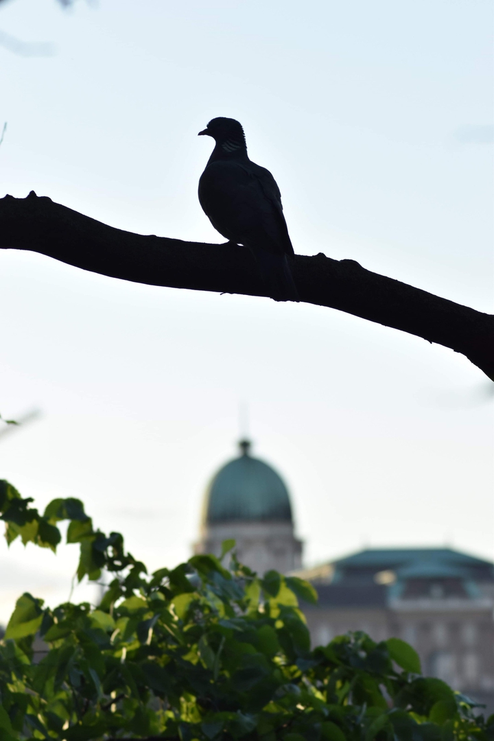 bird