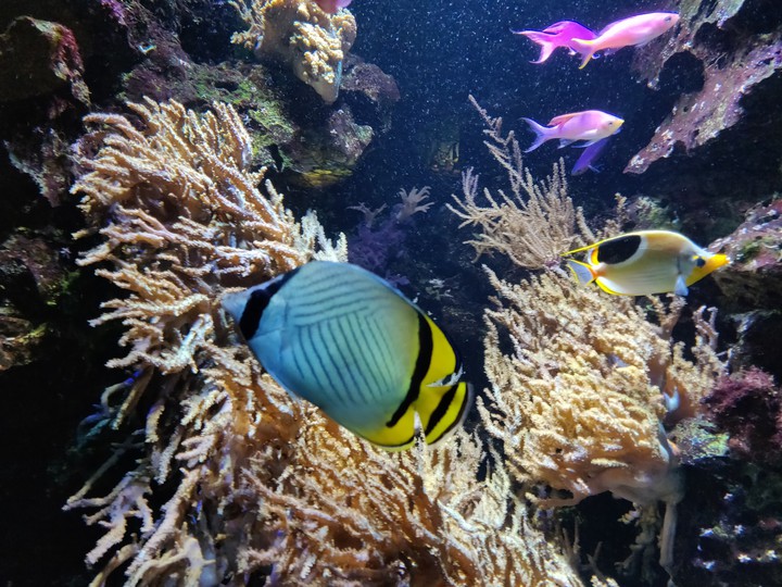 Fish