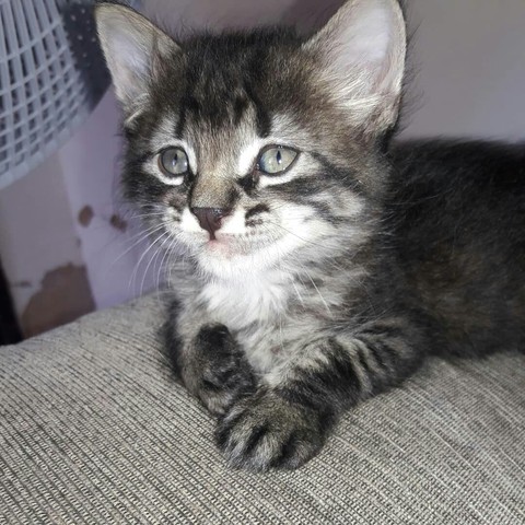 gatinho