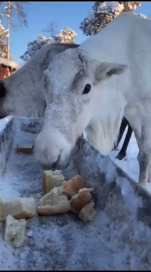 домашнее животное