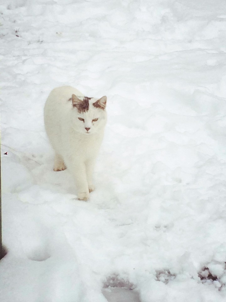 snow cat