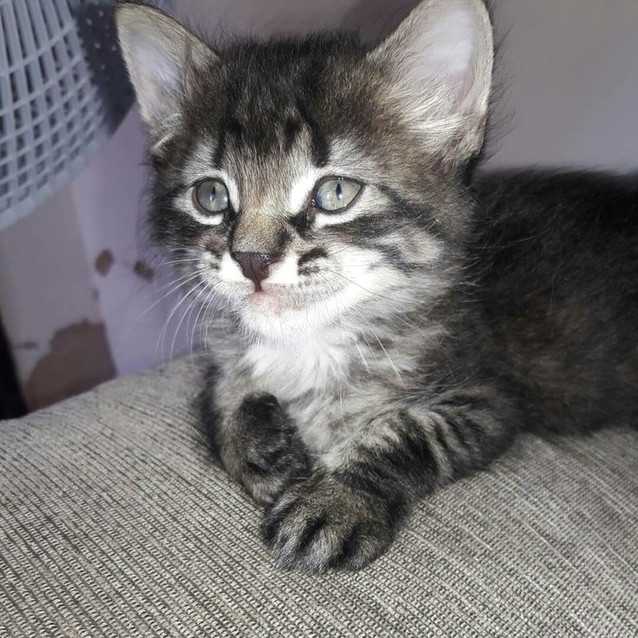 gatinho