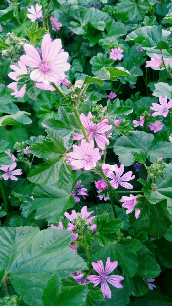 Malva sylvestris