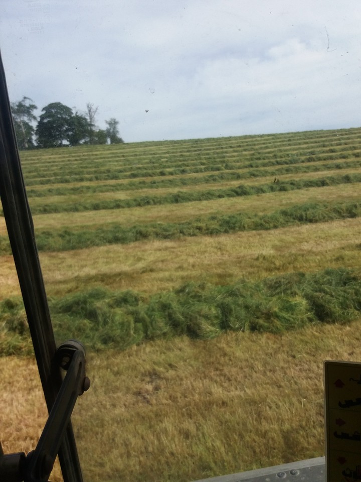 silage