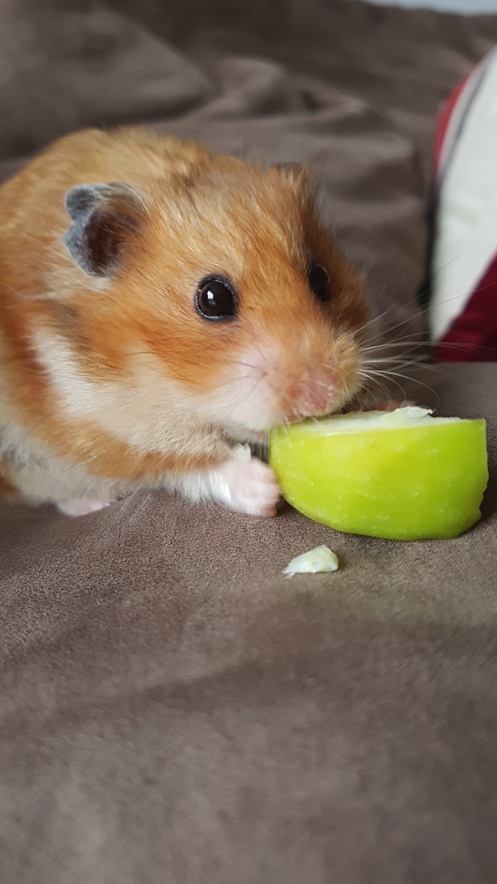 hamster 1