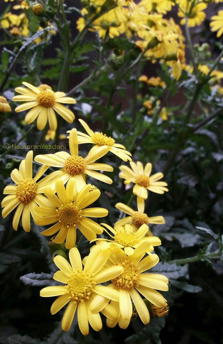 #Yellow Flowers