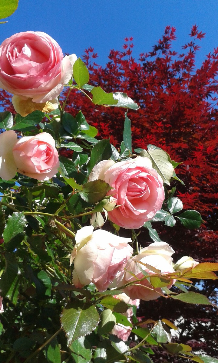 wonderful rose acer