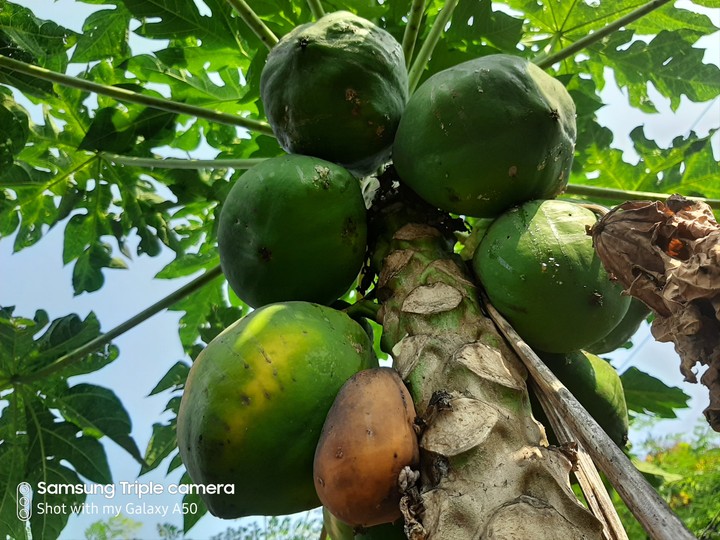 Papaya