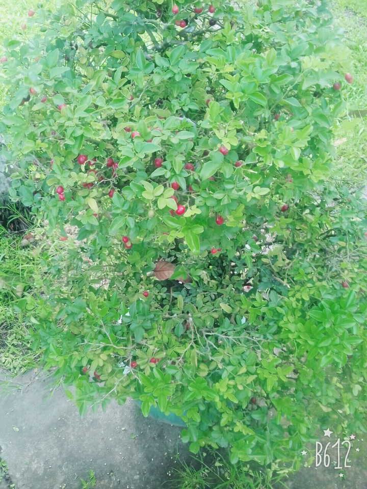 yêu