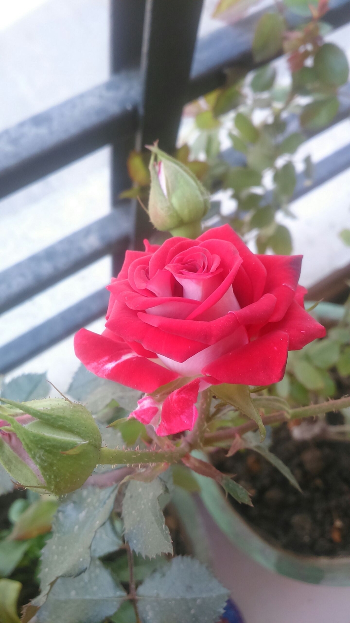 Red rose love...