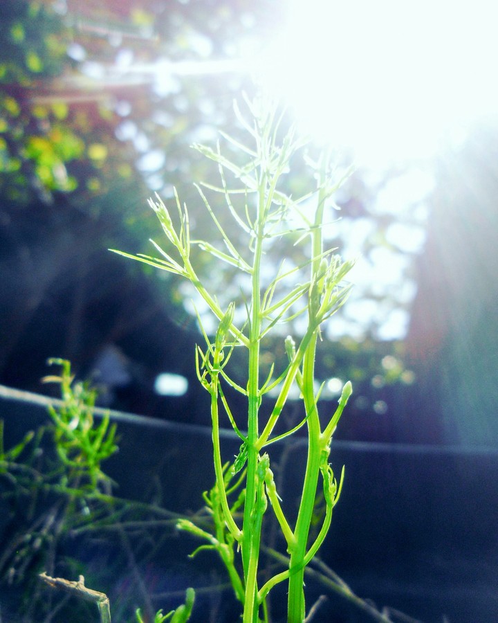 hasil photo