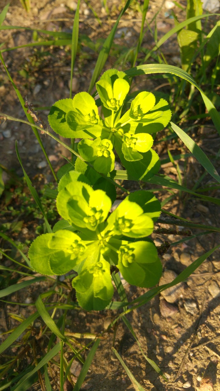 Small bright plant