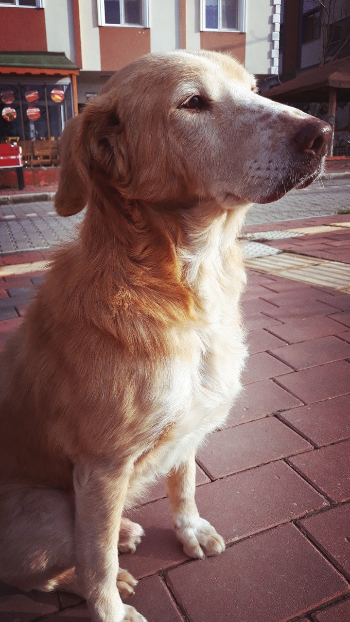 dog