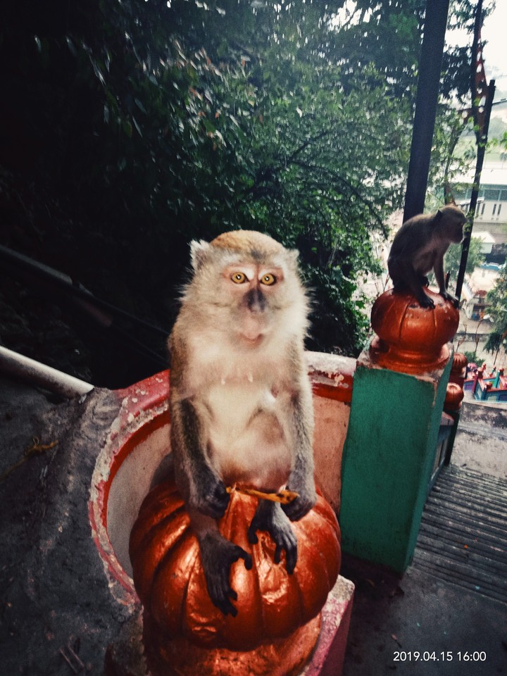 the monkey that lives in batu caves