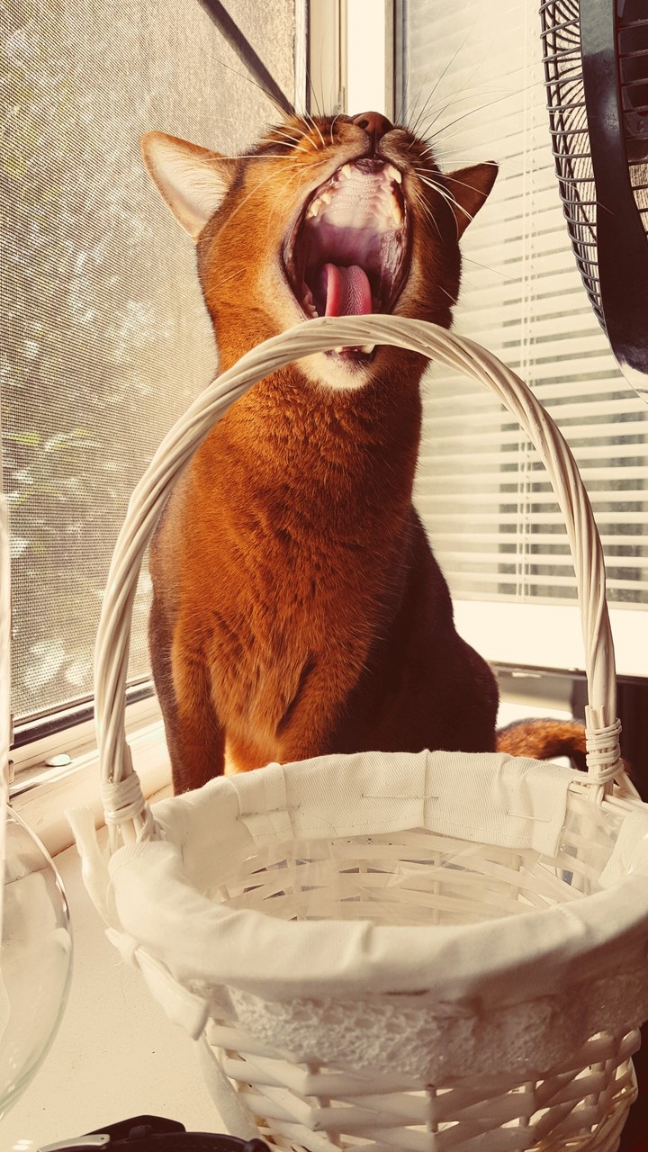 mmiaaaaaaw