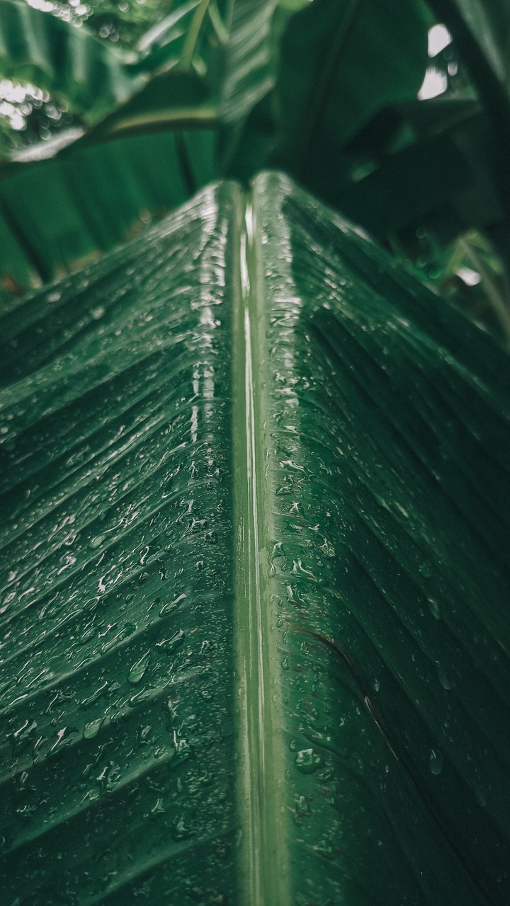 Leaf