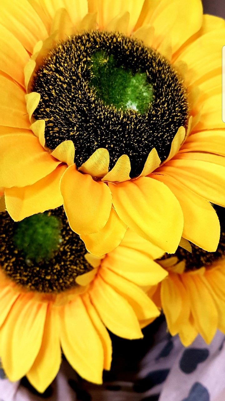 girasoli