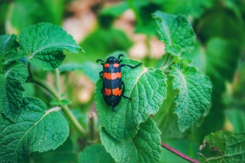 Beetle