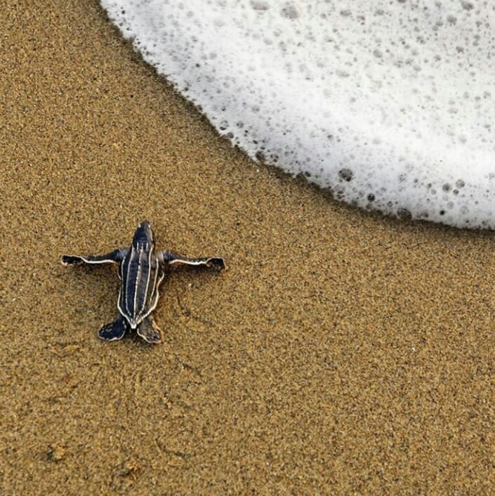 nouveau né tortue...