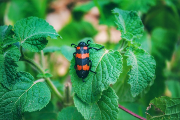 Beetle
