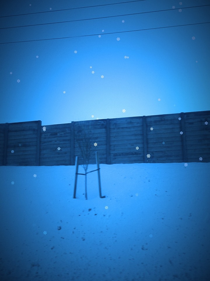 Snowy Winter