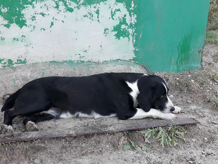собака