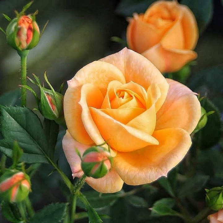 Rose