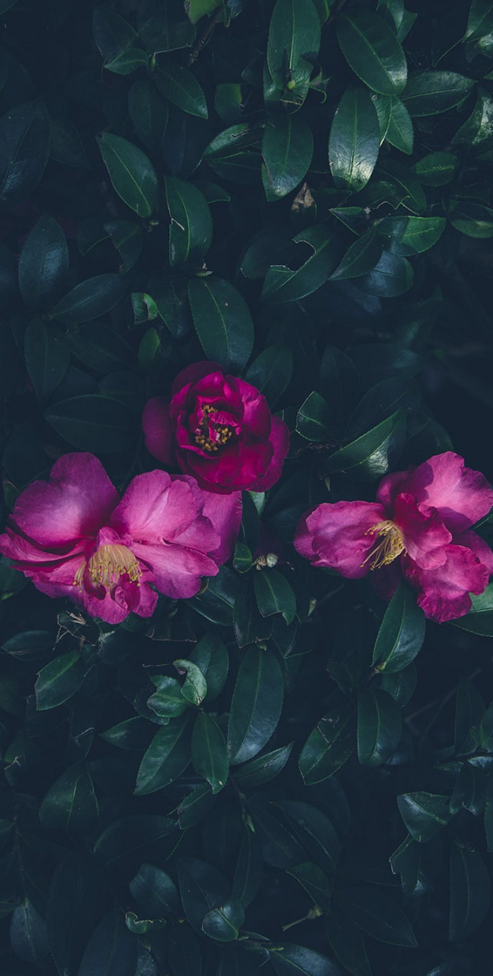 flowers♥️