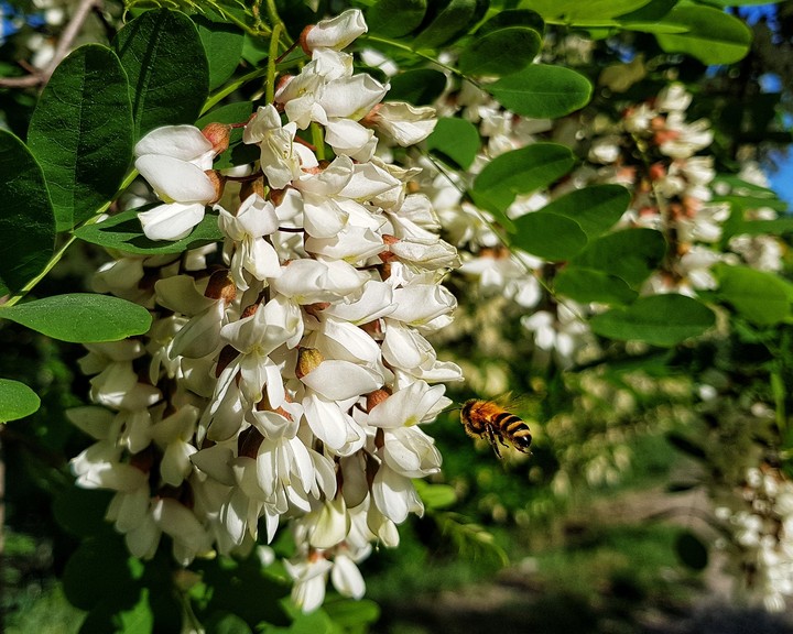 Acacia, bee