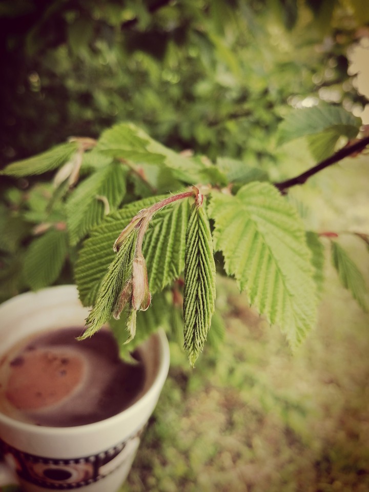kava