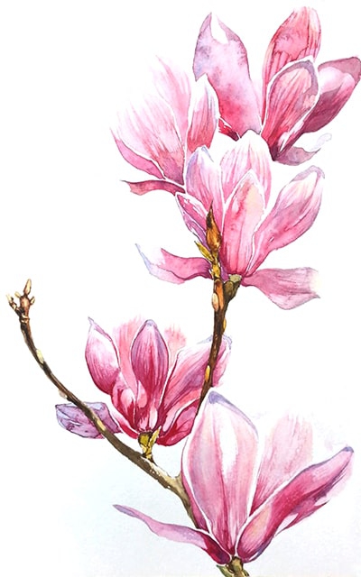 Magnolie