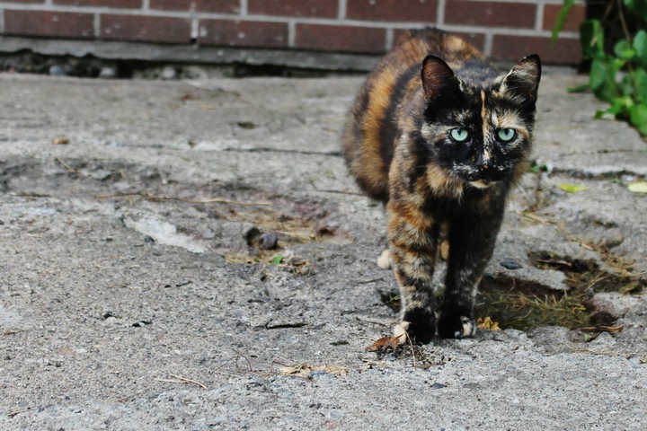vie de chat