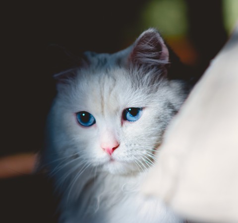 cats