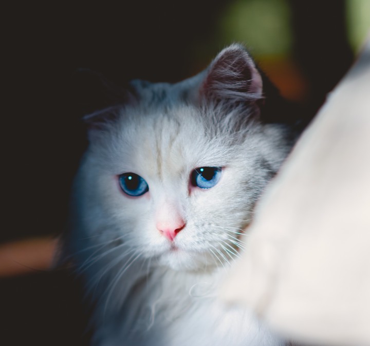 cats