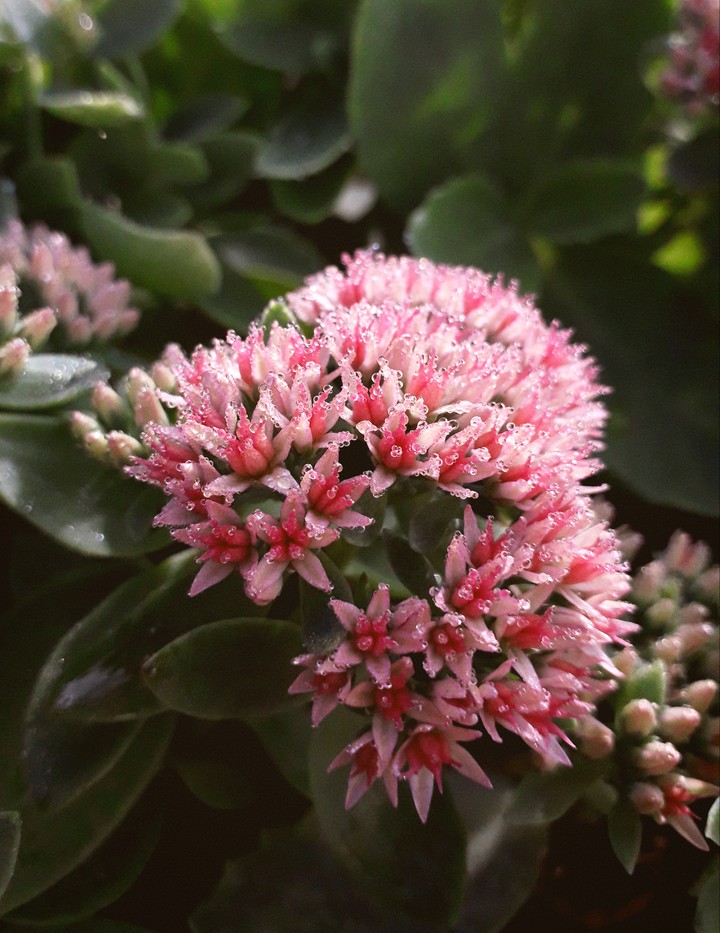 a little remind of spring