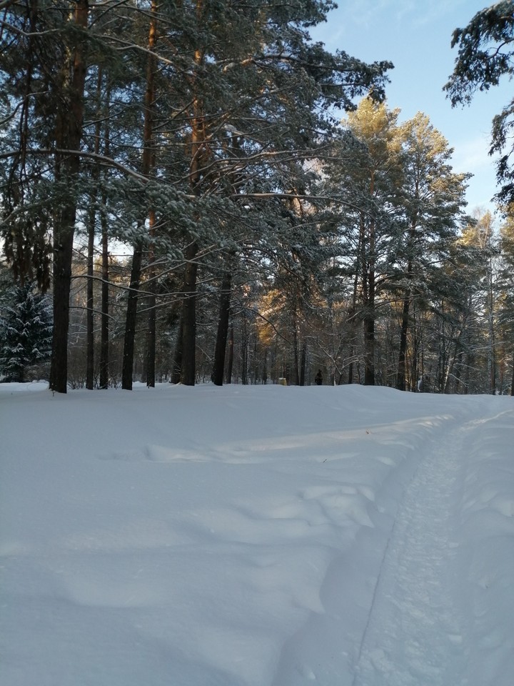 Лес